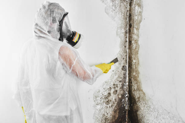 Best Local Mold Removal Service  in Yuma, CO