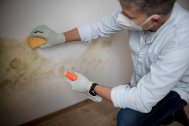 Best Attic Mold Removal  in Yuma, CO