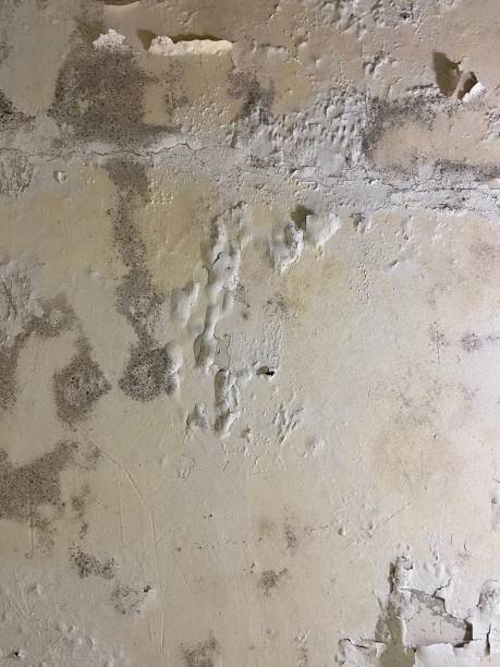 Mold Removal Process in Yuma, CO