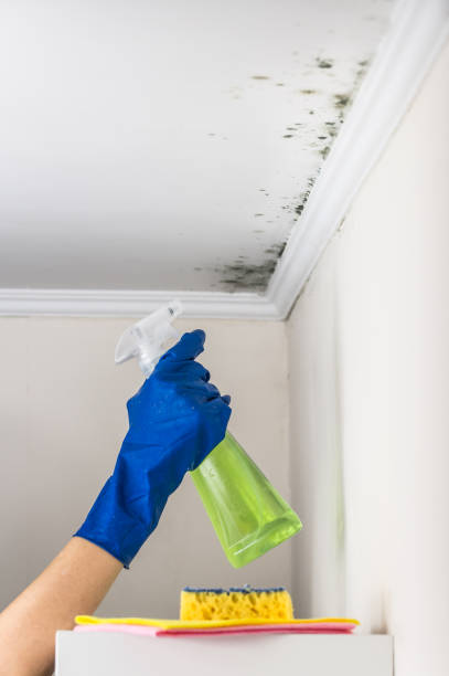 Best Mold Damage Repair  in Yuma, CO