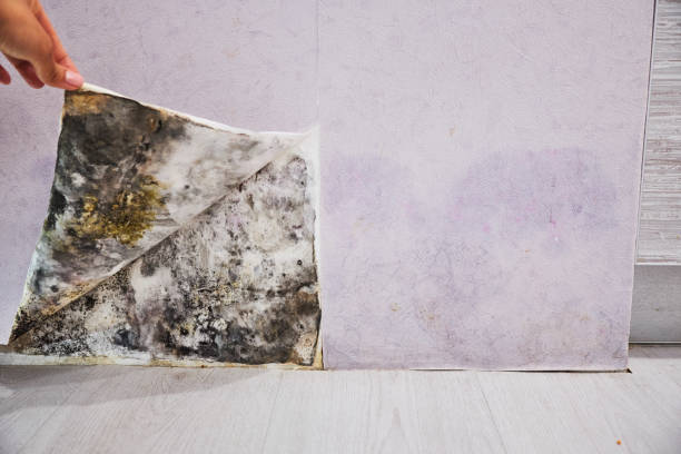 Best Home Mold Removal  in Yuma, CO